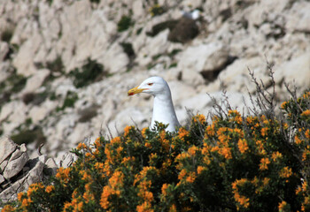 Gabbiano tra i fiori gialli
