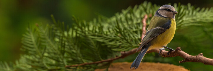 Fototapeta premium Eurasian blue tit, Cyanistes caeruleus, sitting on a branch.