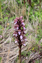 orchidea selvatica