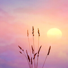 flower plant silhouette in the nature with a beautiful sunset background