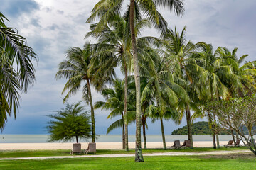 Tall palm trees and sun loungers on tropical Chenang beach on Langkawi island, Malaysia. Natural landscape of a tropical beach.	