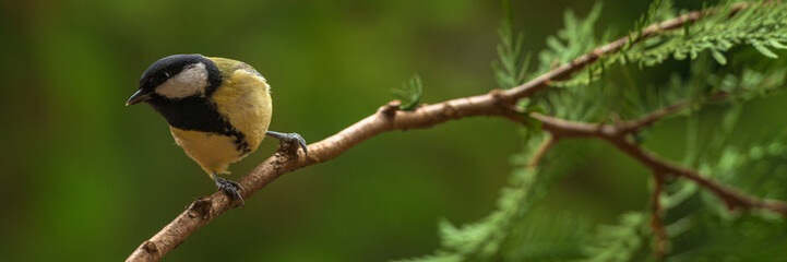 Great tit, Parus major, sitting on a branch.