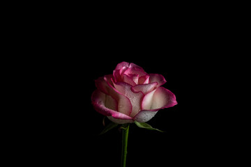 Fototapeta na wymiar luxurious pink rose on a black background. Low key photo. Extreme Flower Close-up and copy space