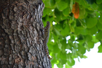 You never know what or who is behind your back. Lizard caught walking in a tree. Cuba © Mina