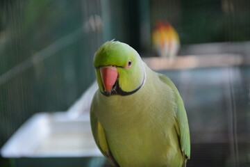 Birds are incredibly beautiful, in their natural space they show what freedom is. How much space do they have?   © Mina
