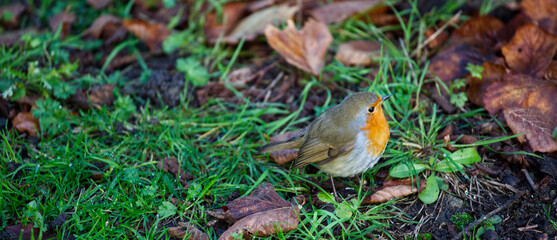 Close up robin on the grass side view