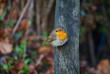 Robin on a tree looking aside