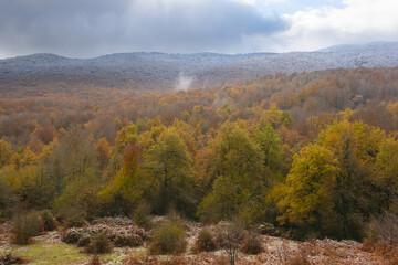 Autumn colors in the beech forests of the Aralar mountain range, Navarra, Spain