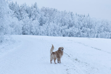 Golden retriever in the woods in winter.Walking with a dog in winter.