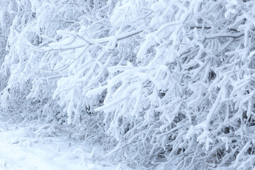 Winter background.Winter landscape in the forest.A walk in winter.