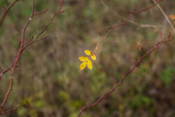 yellow autumn leaves on a tree branch