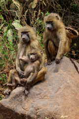 Family of olive baboons (Papio anubis), also called the Anubis baboons, on a stone in Lake Manyara National Park in Tanzania