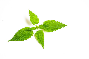Macro photo of a nettle leaf on an white background. Botanical pattern and texture