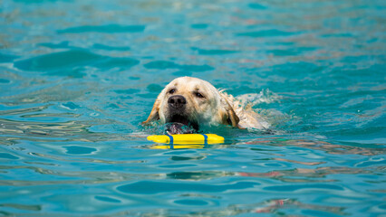 Canine dog swimming in the pool on a sunny day