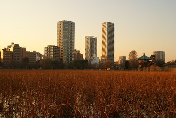 Fototapeta na wymiar Dried lotus flowers at the famous Shinobazu Pond in the Ueno district of Tokyo, sunset and soft lights