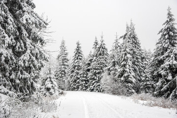 Obraz premium winter road in the forest