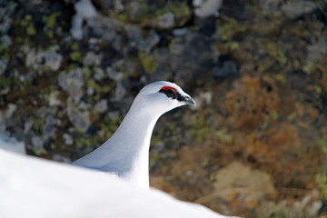 a Rock Ptarmigan, lagopus muta,  male on the snow capped alps at a sunny winter day