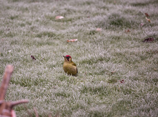 Woodpecker on a lawn in winter