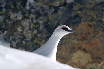 a Rock Ptarmigan, lagopus muta,  male on the snow capped alps at a sunny winter day
