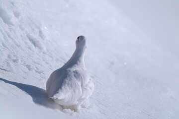 a Rock Ptarmigan, lagopus muta,  male on the snow capped alps at a sunny winter day