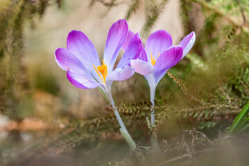 Frühlingserwachen