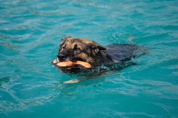 Canine dog swimming in the pool on a sunny day