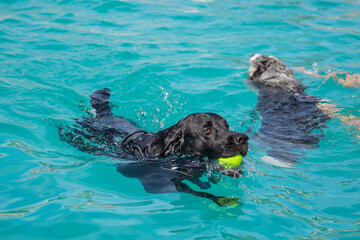 labrador retriever in water with a tennis ball