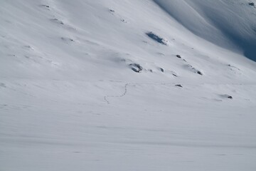 a fresh track from a mountain hare in the snow at a sunny winter day on the alps