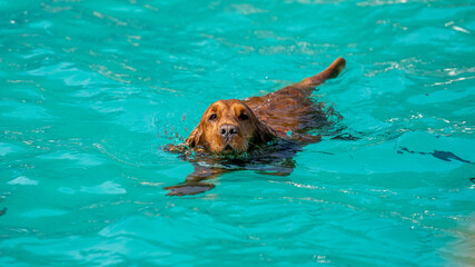 Cocker spaniel dog in the pool