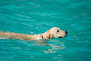 Canine dog swimming in the pool on a sunny day