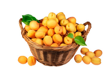Big basket with ripe apricots and leaves on a white background. Apricots in the basket and near the basket. Fruit harvest.