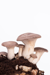 natura morta di funghi con terra su sfondo bianco