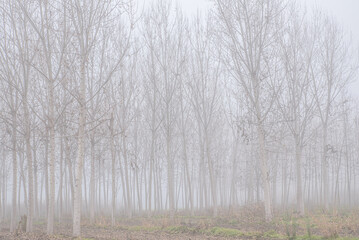 Fototapeta premium La pianura piemontese avvolta nella nebbia