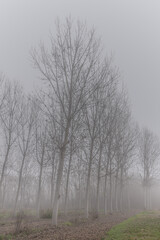 Obraz na płótnie Canvas La pianura piemontese avvolta nella nebbia