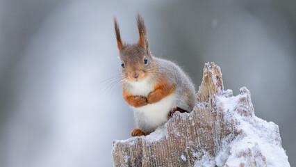 Cute Norwegian Red squirrel (Sciurus vulgaris) in ni snow