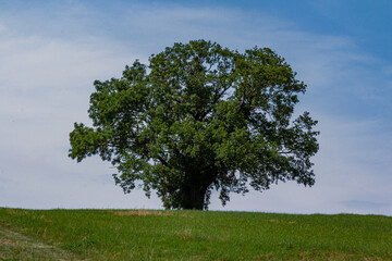 Baum