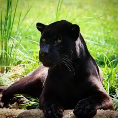 Foto op Plexiglas American jaguar black © Martin