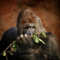 Gorila © Martin