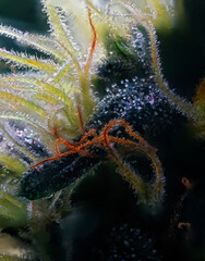 Extreme Macro of Cannabis Flower - 553021787