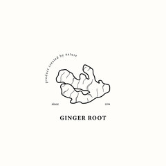 Line art ginger root illustration