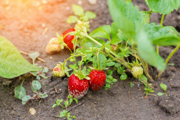 Ripe organic strawberry bush in the garden close up. Growing a crop of natural strawberries