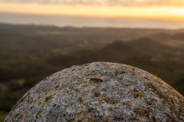 Processionary worms, Thaumetopoea pityocampa at sunrise
