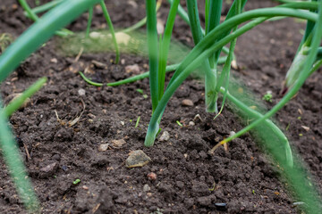 Green onions growing in the garden. spring vegetables. Organic food. Macro. Vertical