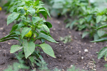 Green bell peppers on the garden bed. Immature peppers. Organic concept. Selective focus. Vegetables