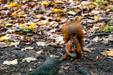 Wild Eurasian red squirrel (Sciurus vulgaris) in Kampinos National Park, Masovia, Poland