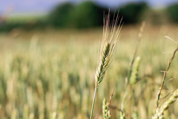 Wheat field image. View on fresh ears of young green wheat and on nature in spring summer field