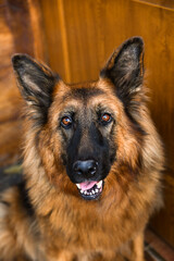 Owczarek Niemiecki, pies domowy, zwierzak, przyjaciel człowieka, dog, pet, pies