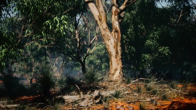 Dirt track through Angophora and eucalyptus forest