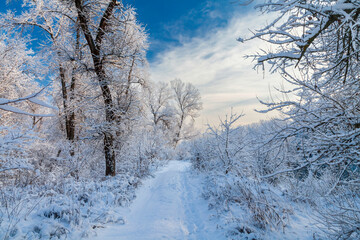 Picturesque snowy trees in a winter atmosphere after snowfall. A path among trees in a snow-covered forest. Winter snow branches of trees, walk path, footprints on the snow and road in perspective.