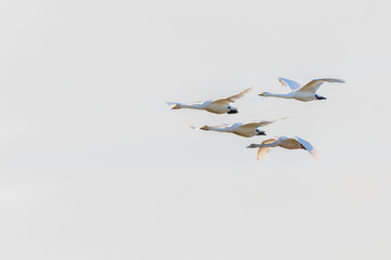 Whooper swans (Cygnus cygnus) flying on a winter evening, Norfolk, UK.